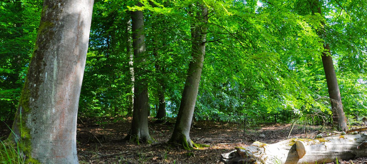 Wald